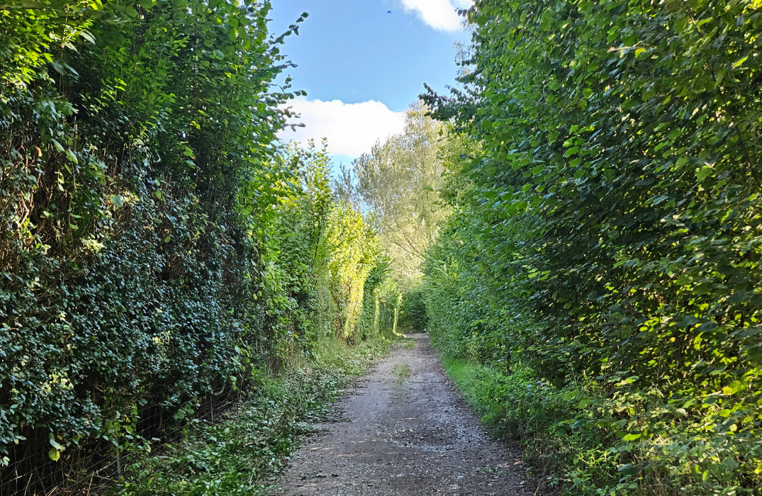 Randonnée Le Butor Etoilé - La Chaussé Tirancourt - ©Somme Tourisme AD