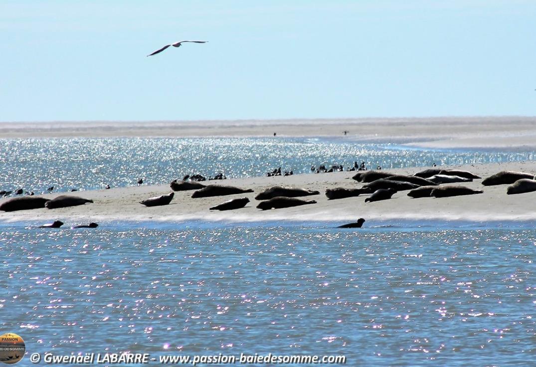 Observation des phoques avec Passion Baie de Somme