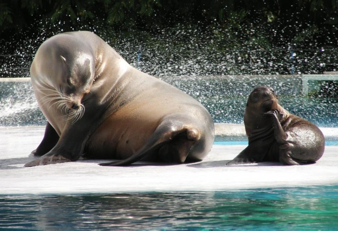 zoo d'amiens tarif