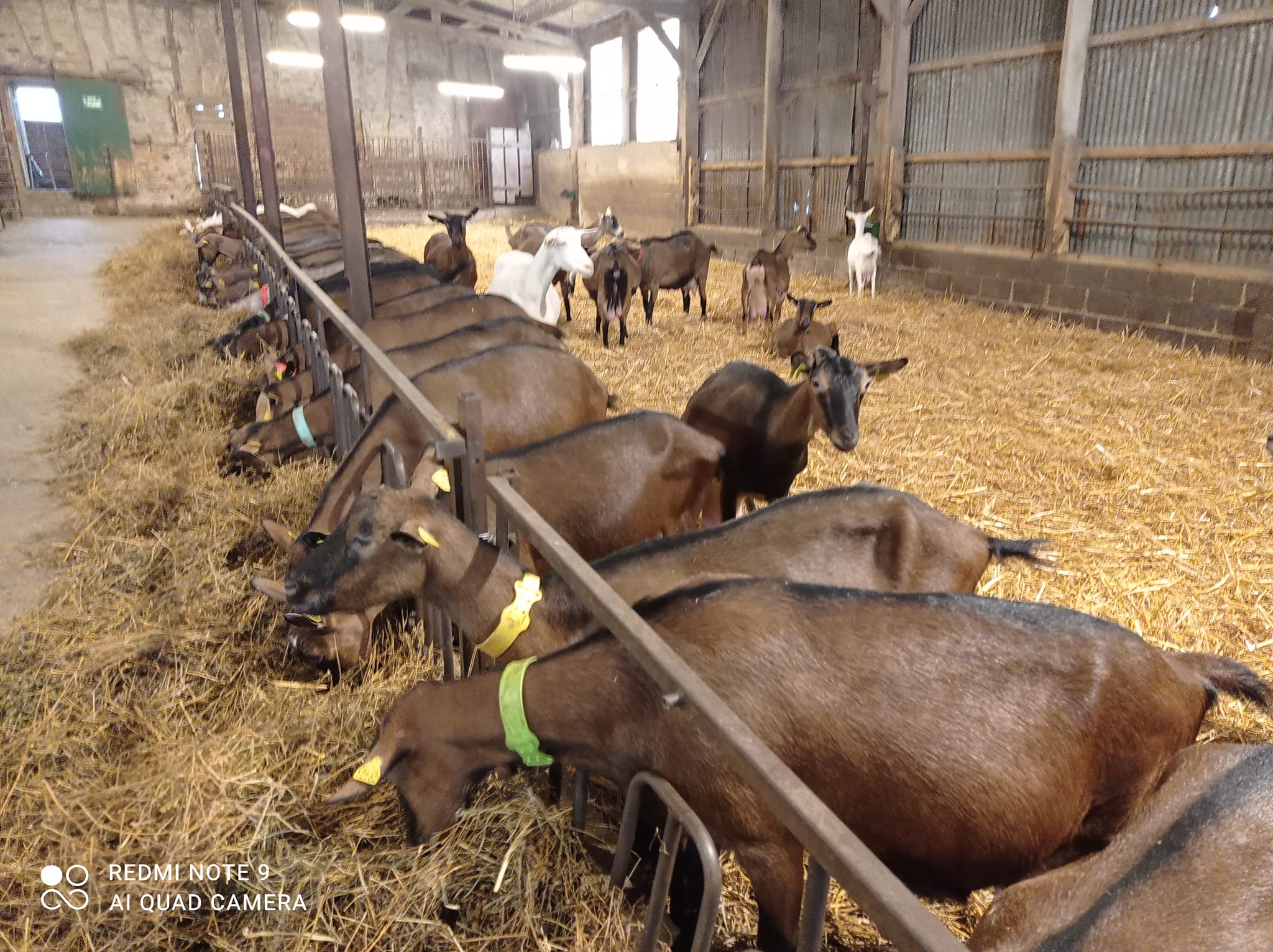 Chevrerie_canaples-03 - Chevrerie_Canaples