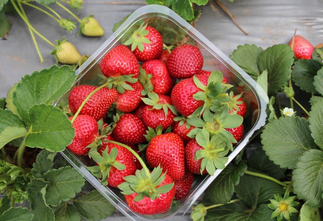 Producteur de fraises et légumes,Visite et produits à la ferme,