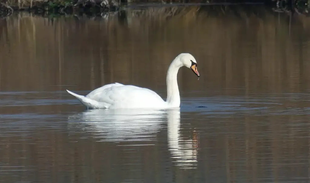 Cygne-tubercule-Cygnus-olor-Bourdon-D.-Adam-CEN-Hauts-de-France- - ®D.Adam