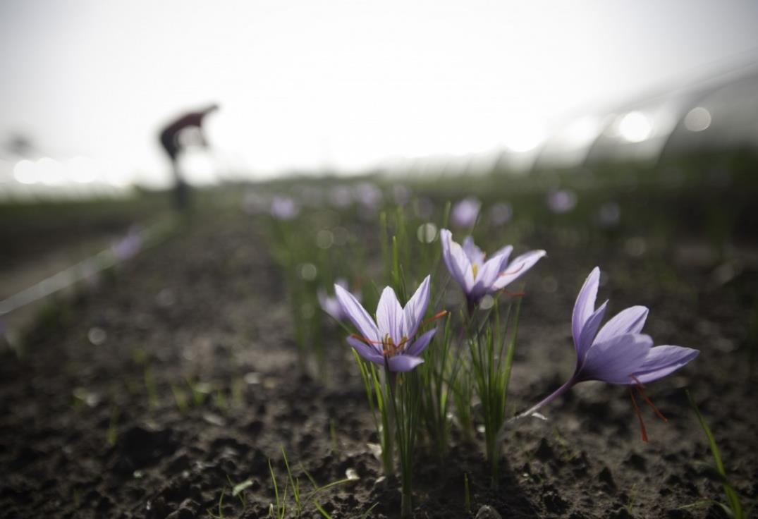 DEGPIC080V50386S_safran_humain_ponthoile_somme_picardie ©CRTP Comdesimages