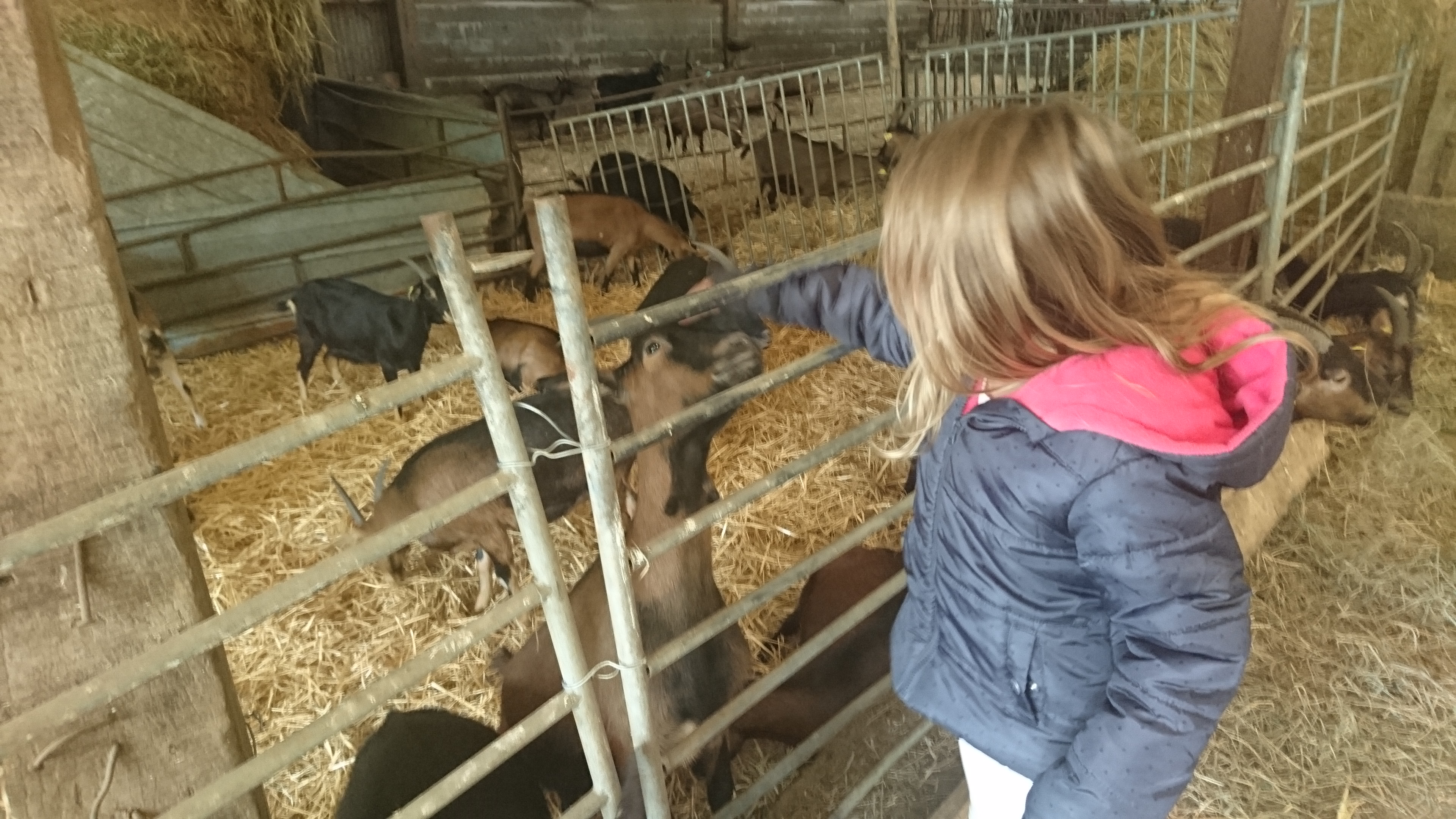 DSC_1117 - Chevrerie_Canaples