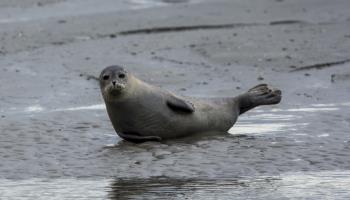 ABBEVILLE Au Perron de la Baie