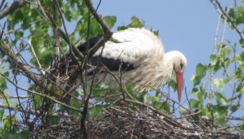 GRAND-LAVIERS Le pigeonnier
