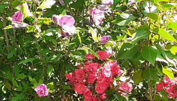 GRAND-LAVIERS Le pigeonnier