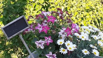 GRAND-LAVIERS Le bois jaune