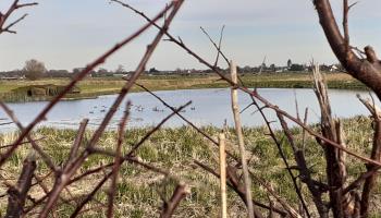 GRAND-LAVIERS Le bois jaune