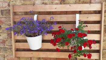 GRAND-LAVIERS Le bois jaune