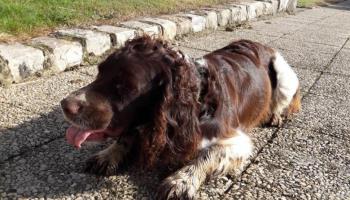 MAREUIL-CAUBERT L'hortensia bleu
