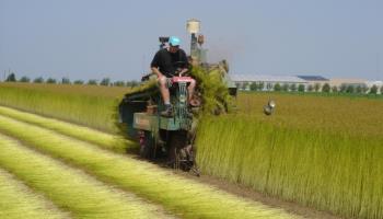 MAREUIL-CAUBERT L'hortensia bleu