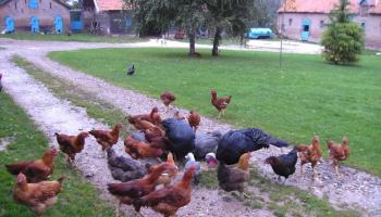 MAREUIL-CAUBERT L'hortensia bleu