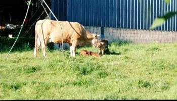 MAREUIL-CAUBERT L'hortensia bleu