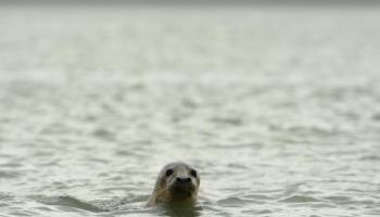 MAREUIL-CAUBERT L'hortensia bleu