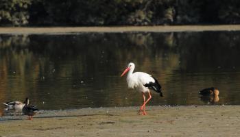 MAREUIL-CAUBERT L'hortensia bleu