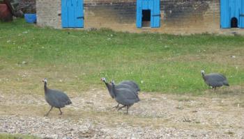 MAREUIL-CAUBERT L'hortensia bleu