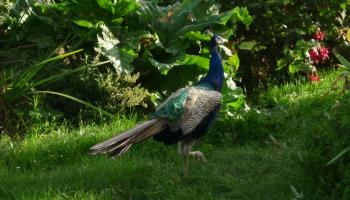 MAREUIL-CAUBERT L'hortensia bleu