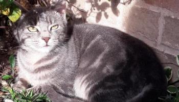 MAREUIL-CAUBERT L'hortensia bleu