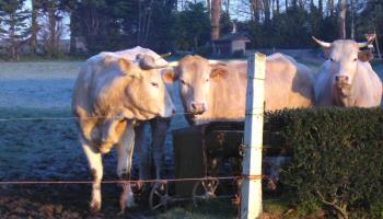 MAREUIL-CAUBERT La lavande