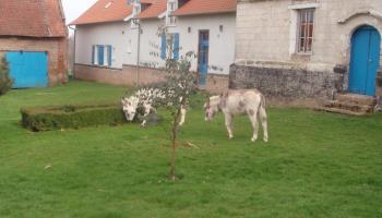 MAREUIL-CAUBERT La lavande