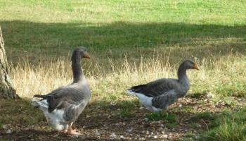 MAREUIL-CAUBERT La lavande