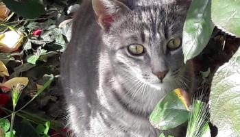 MAREUIL-CAUBERT La lavande