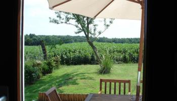 MAREUIL-CAUBERT La lavande