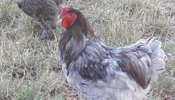 MAREUIL-CAUBERT La lavande