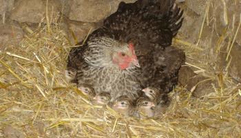 MAREUIL-CAUBERT La lavande