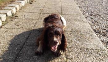 MAREUIL-CAUBERT La lavande