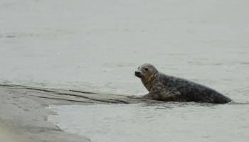 GRAND-LAVIERS La datcha