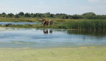 GRAND-LAVIERS La datcha