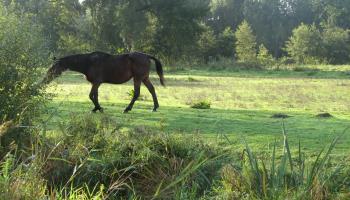 EPAGNE-EPAGNETTE Aires en scène : La Cavalière