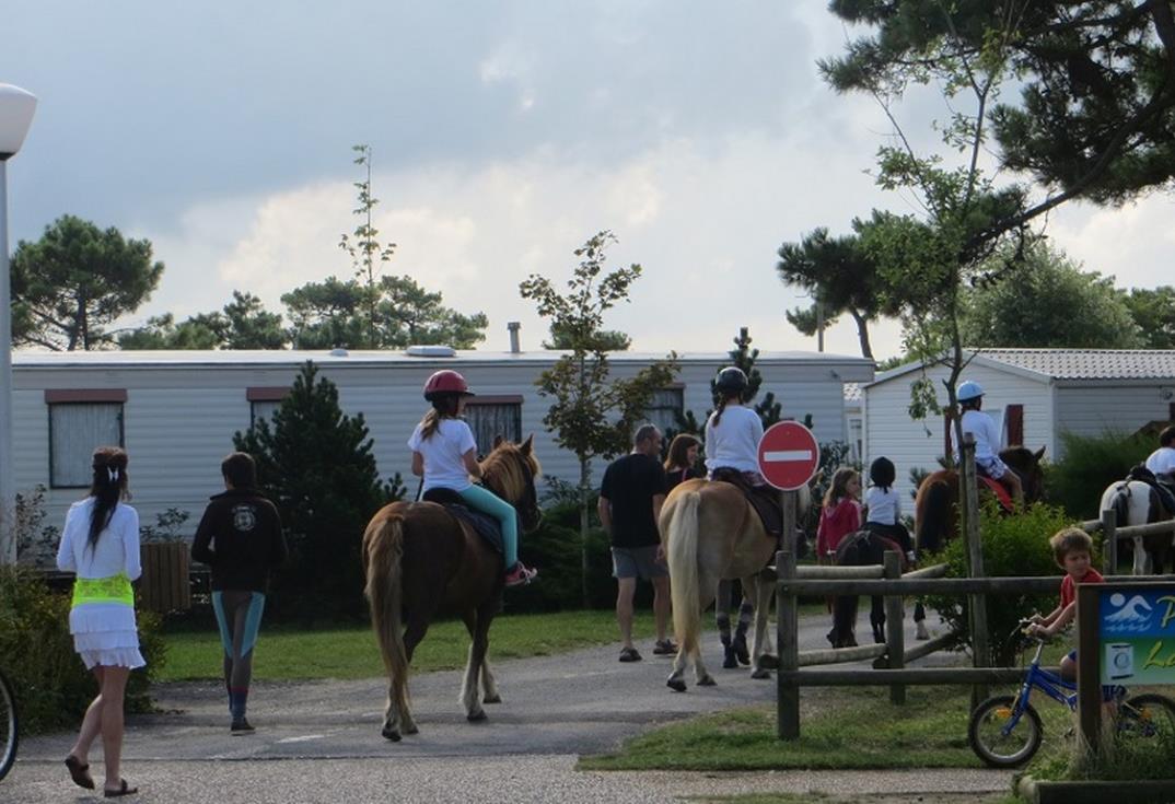 Les Galets de la Mollière_poneys_Cayeux sur Mer_Somme_Picardie