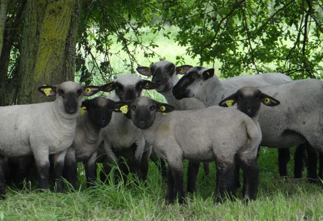 HPAPIC080FS00022-La-Safriere-moutons-Ponthoile-Somme-HautsdeFrance