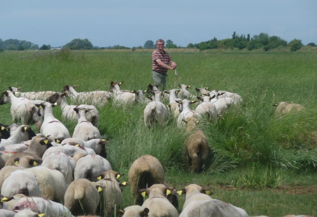 HPAPIC080FS00022-La-Safriere-moutons3-Ponthoile-Somme-HautsdeFrance