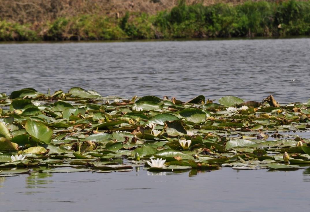 La Grenouillère_etang_Frise_Somme_Picardie