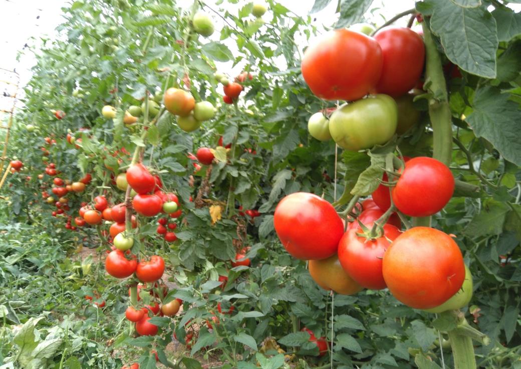 tomates rondes