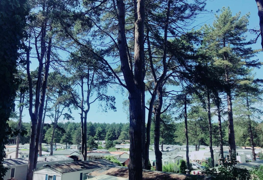Forêt de pins