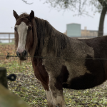 Ecuries de Macquigny 