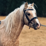 Ecuries de Macquigny 