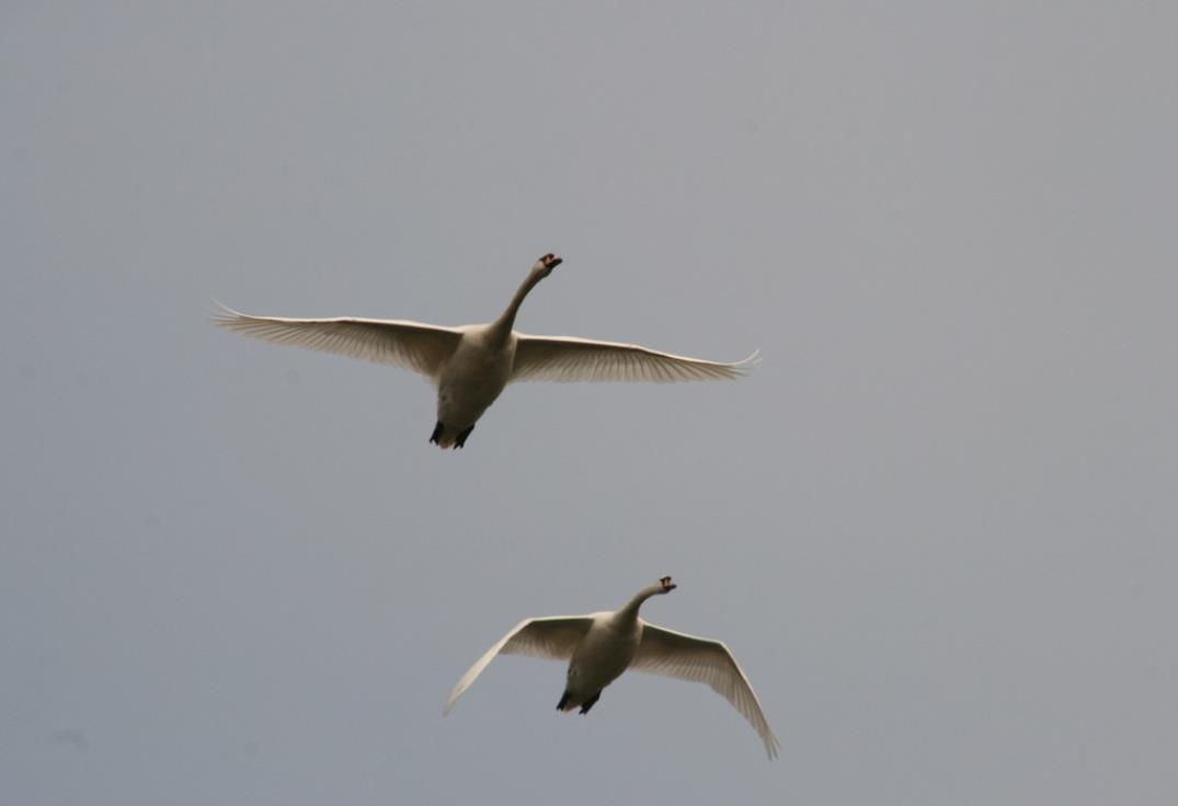 Long_cygnes©sommetourisme-JG-TS