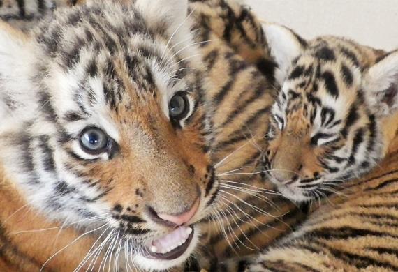 Maman et Bébé Tigre