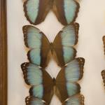 Musée des papillons