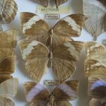 Musée des papillons