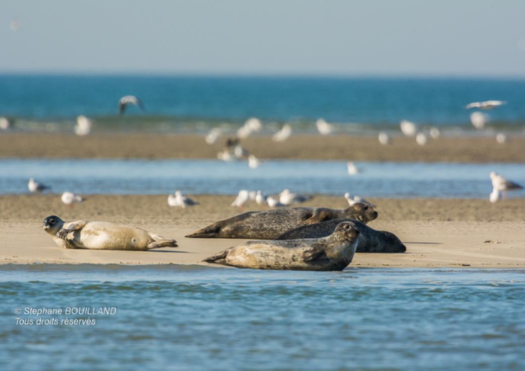 Les phoques de la côte Picarde en Baie d'Authie, à Berck-sur-mer (62)