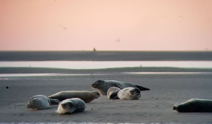 Randonnée Baie de Somme Découverte