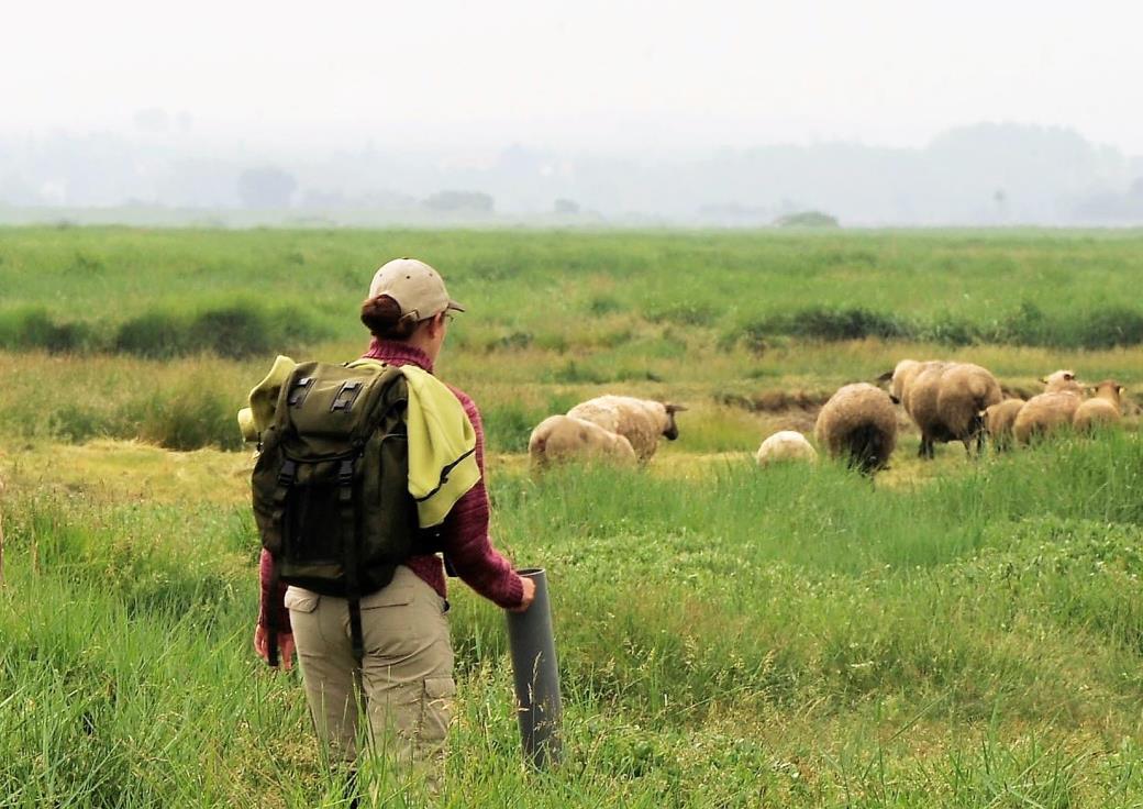 Rencontre avec les moutons de prés salés - PBS