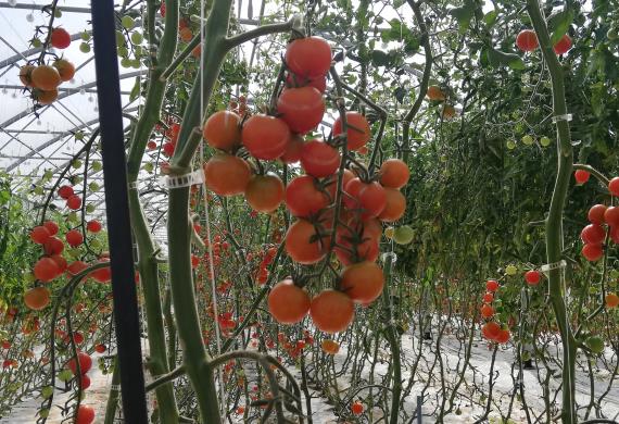 Tomates Ferme des Courtillets Nivillers